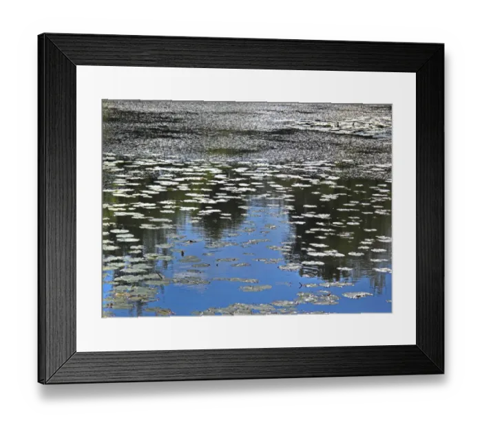 Framed Print : Lily pond DP087242 Framed Print : Lily pond DP087242