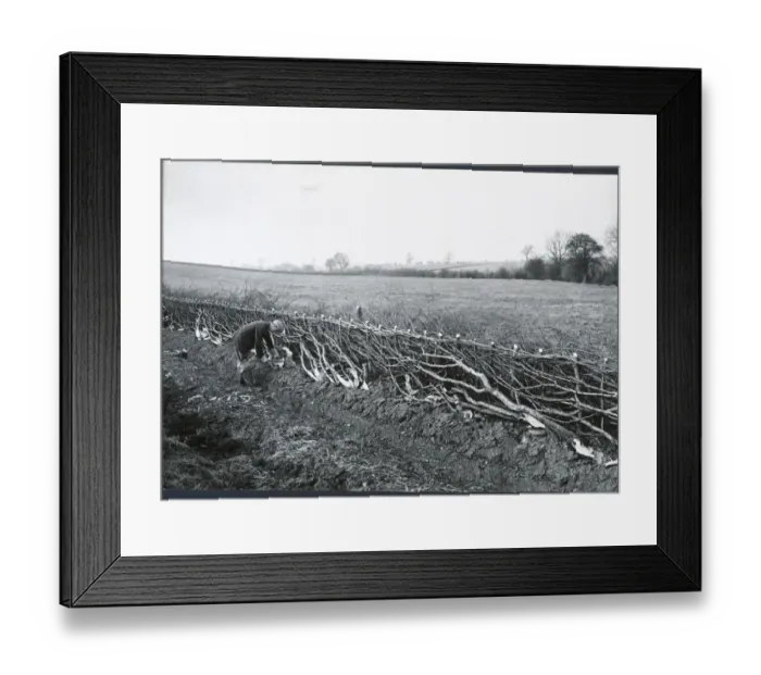 Framed Print : Hedgelaying DIX02_01_100