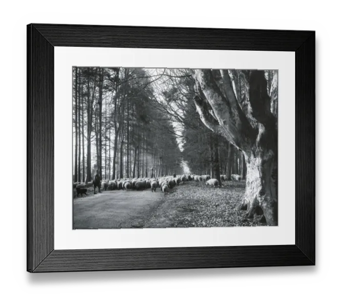 Framed Print : Savernake flock DIX02_01_241