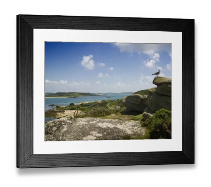 Framed Print : Scilly gull DP085407