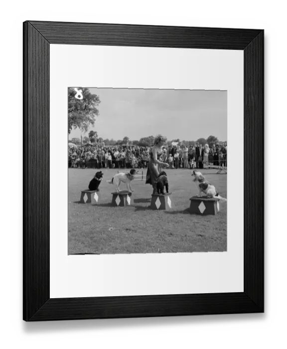 Framed Print : Performing dogs JLP01_09_792076 Framed Print : Performing dogs JLP01_09_792076