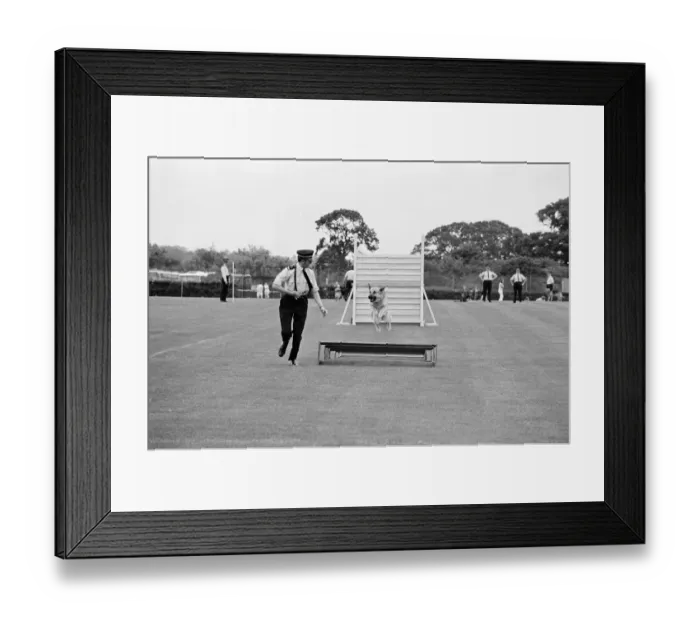 Framed Print : Dog agility JLP01_08_095437
