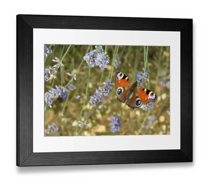 Framed Print : Butterfly DP088084 Framed Print : Butterfly DP088084