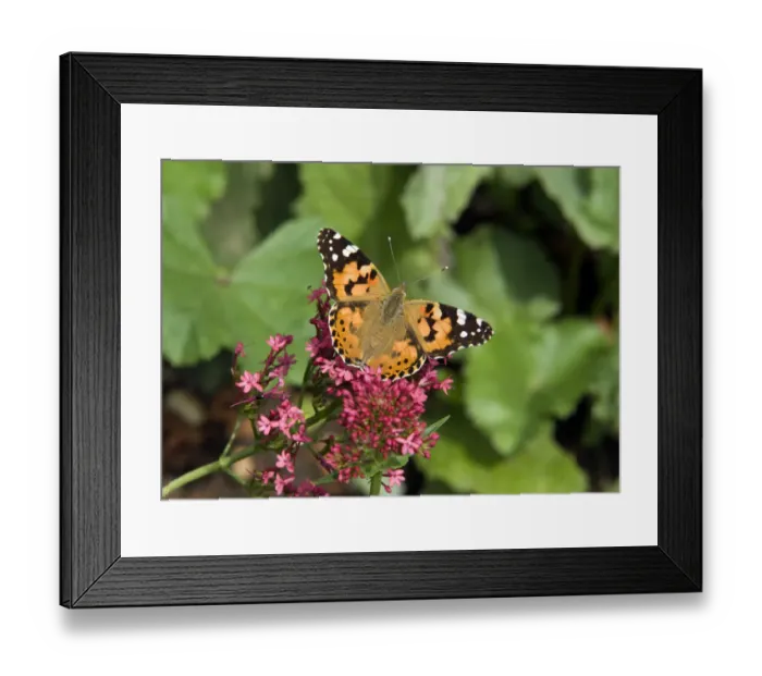 Framed Print : Butterfly DP088085