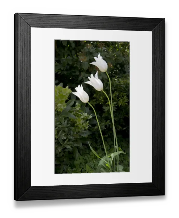 Framed Print : White tulips DP139600