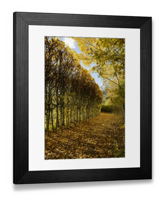 Framed Print : Autumn hedges DP247342