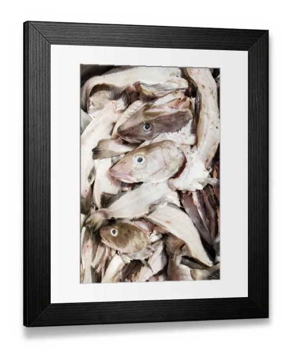 Framed Print : Fish heads DP174797 Framed Print : Fish heads DP174797