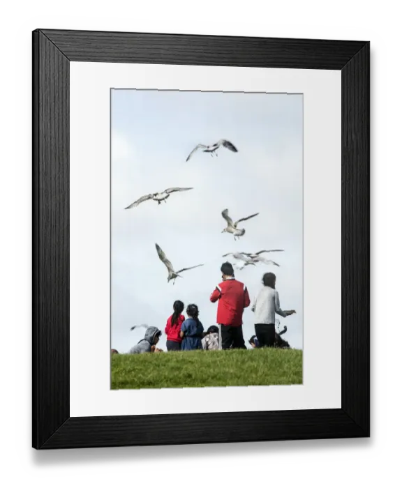Framed Print : Swooping seagulls DP174875 Framed Print : Swooping seagulls DP174875