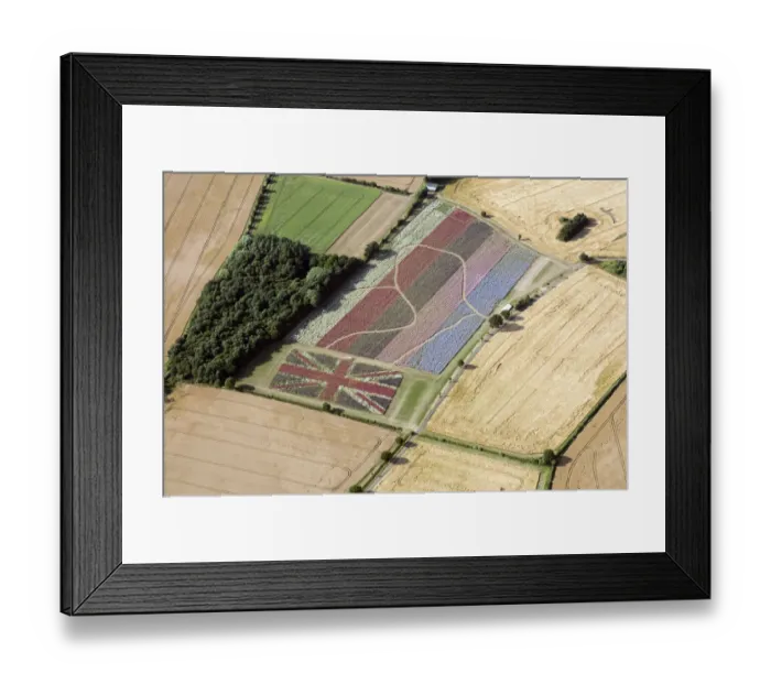 Framed Print : Confetti Flower Field 33319_051 Framed Print : Confetti Flower Field 33319_051