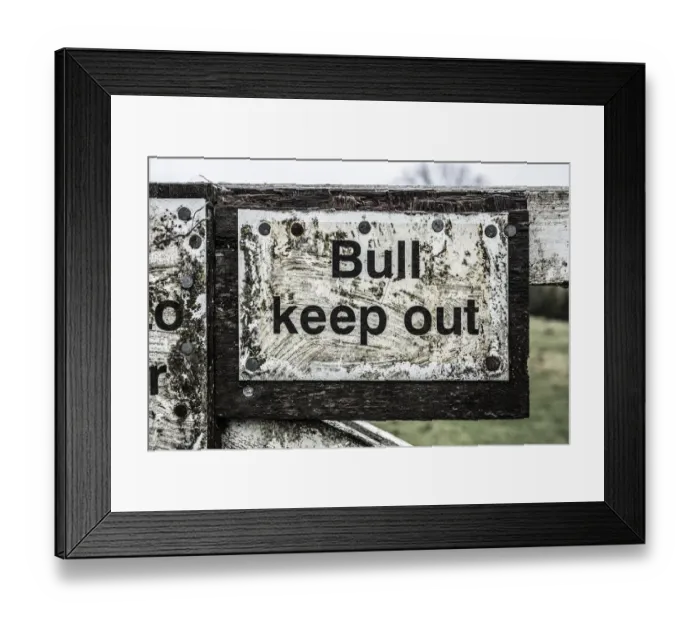 Framed Print : Bull warning DP234597