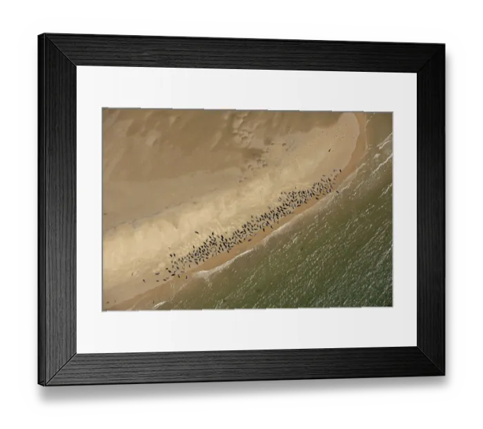 Framed Print : Seal colony 35089_037