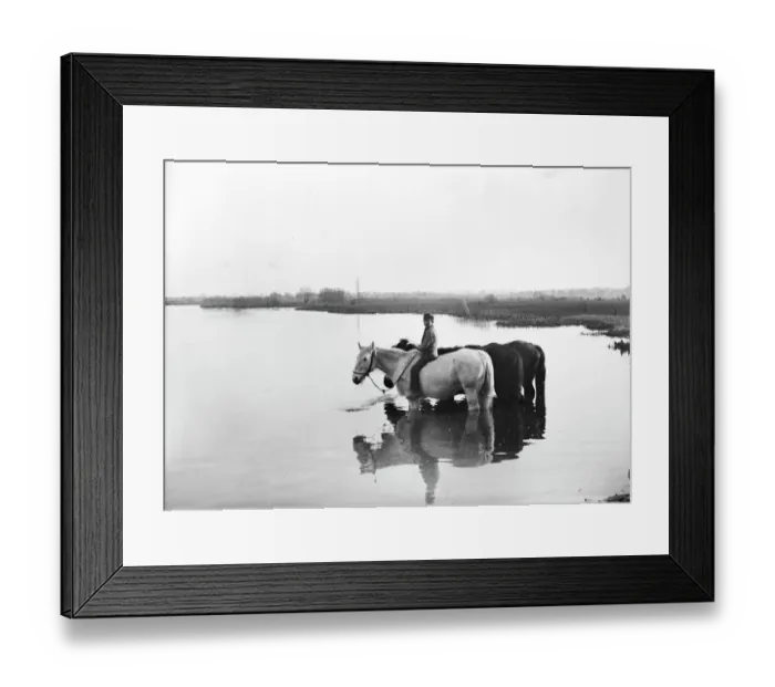 Framed Print : Taking horses to water BB026108