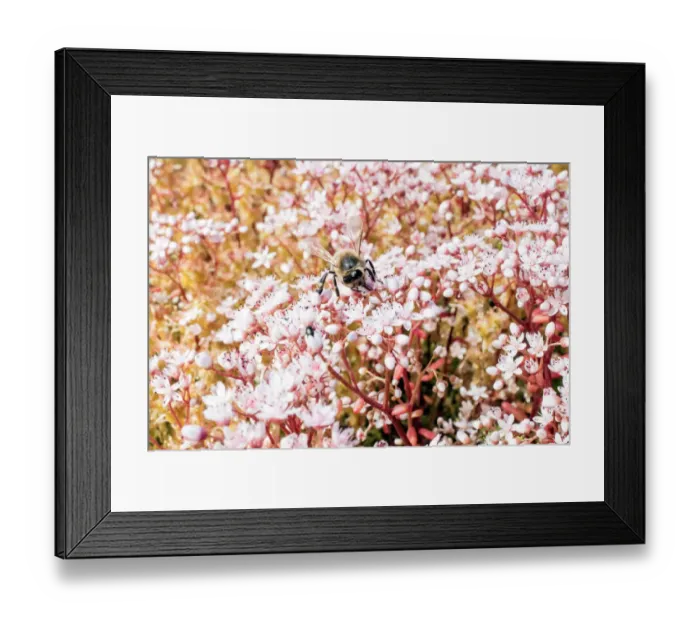 Framed Print : Bee on sedum DP175821