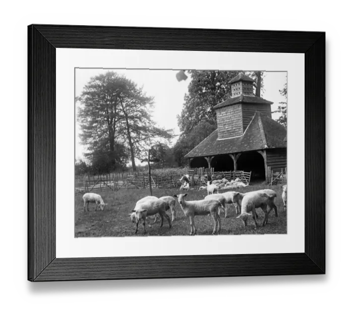 Framed Print : Shearing shed MCF01_02_0536