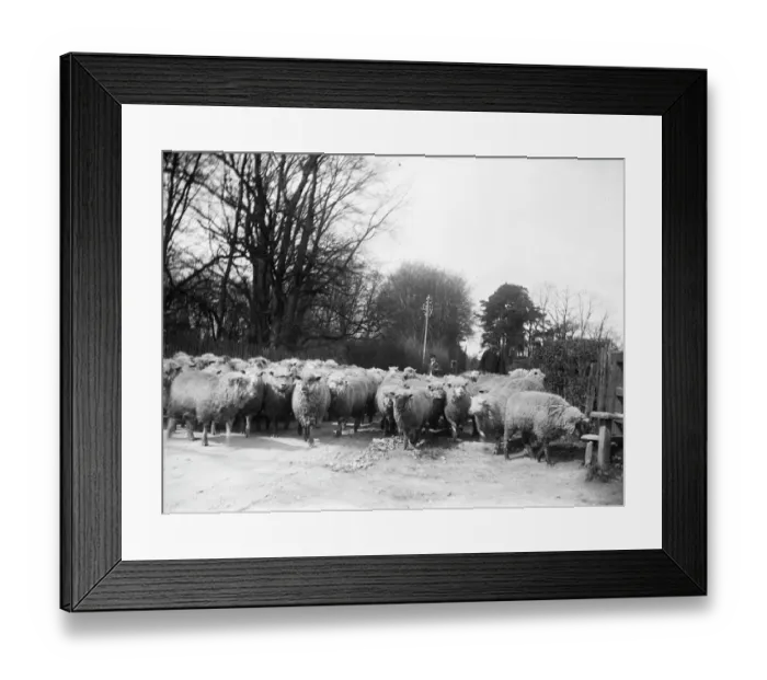 Framed Print : Sheep droving MCF01_02_0001