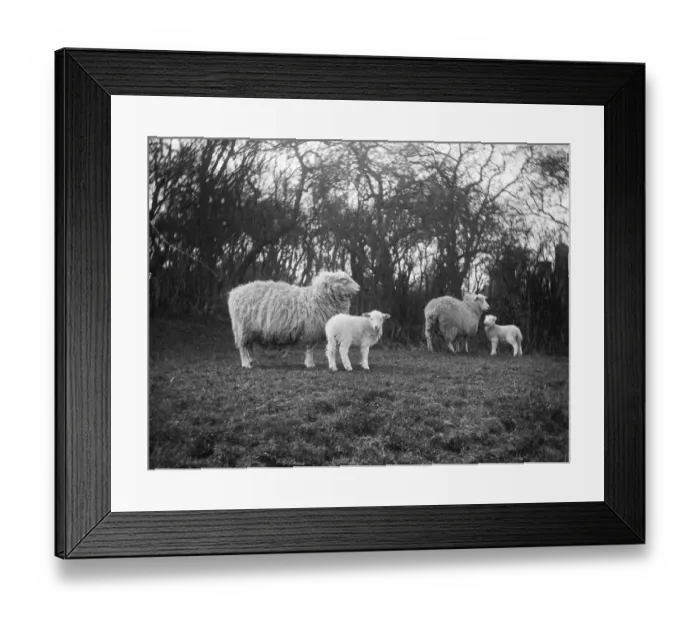 Framed Print : Ewes and lambs MCF01_02_0007