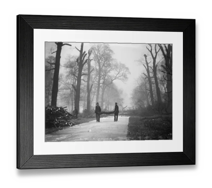 Framed Print : Tree surgery MCF01_02_0161