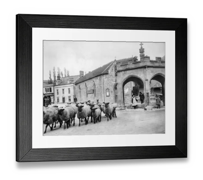 Framed Print : Sheep droving MCF01_02_0186