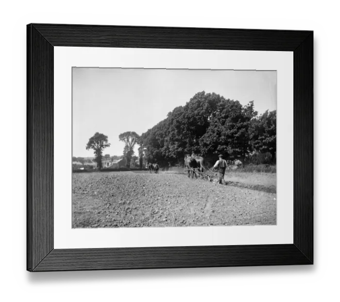 Framed Print : Horse ploughing MCF01_02_0372 Framed Print : Horse ploughing MCF01_02_0372