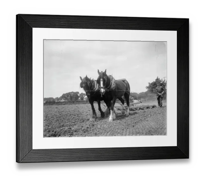 Framed Print : Horse ploughing MCF01_02_0373