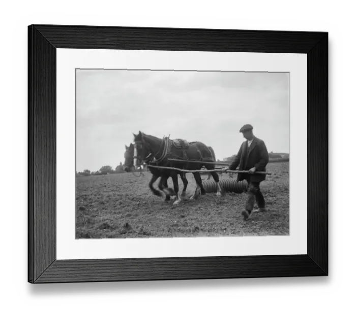Framed Print : Horse ploughing MCF01_02_0374