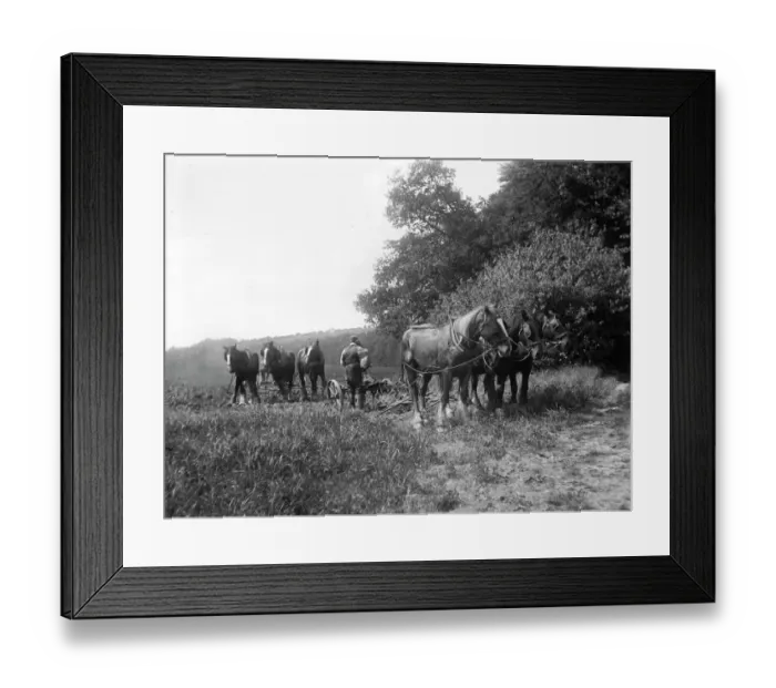Framed Print : Horse teams MCF01_02_0583