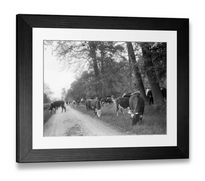 Framed Print : Cattle grazing the verge MCF01_02_0628 Framed Print : Cattle grazing the verge MCF01_02_0628