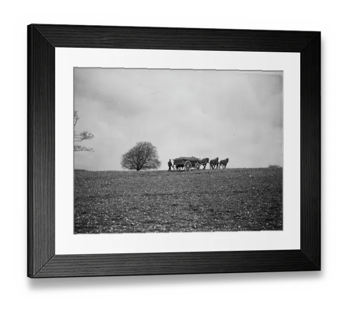 Framed Print : Root vegetable wagon MCF01_02_1353