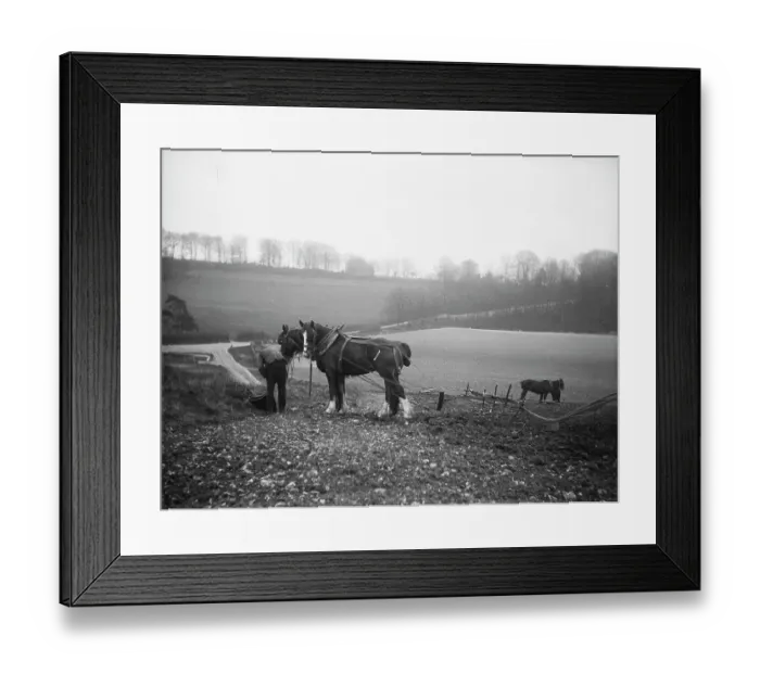 Framed Print : Plough horses MCF01_02_1362 Framed Print : Plough horses MCF01_02_1362