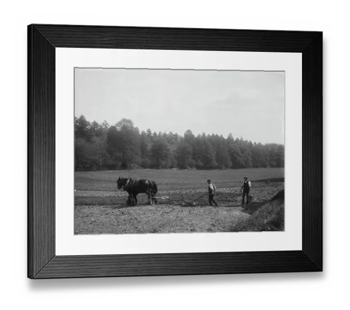 Framed Print : Potato planting MCF01_02_1416 Framed Print : Potato planting MCF01_02_1416