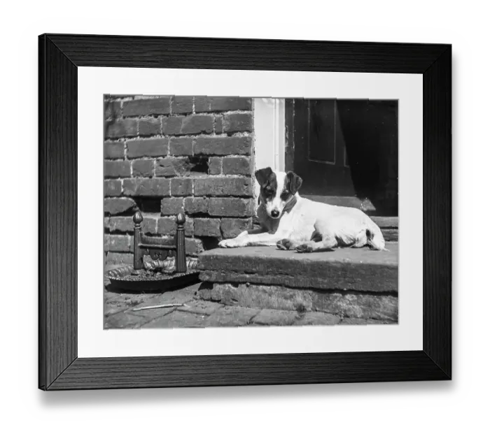 Framed Print : Jack the terrier MCF01_02_1520 Framed Print : Jack the terrier MCF01_02_1520
