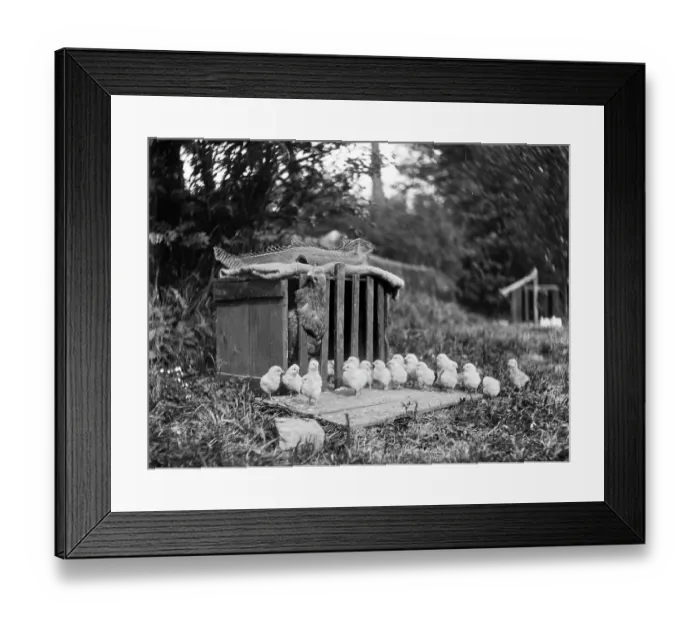 Framed Print : Chicken and chicks MCF01_02_1533 Framed Print : Chicken and chicks MCF01_02_1533