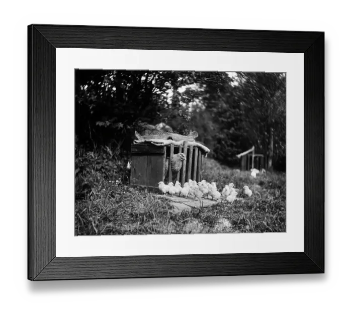 Framed Print : Chicken and chicks MCF01_02_1534