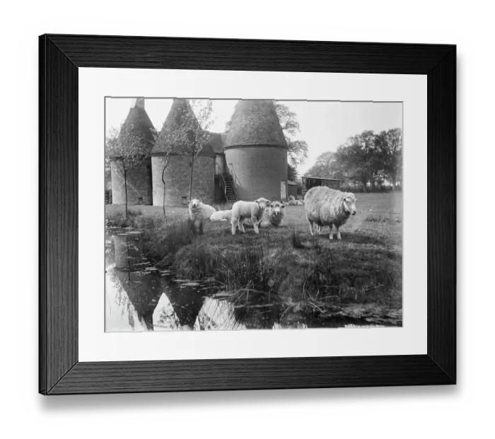 Framed Print : Sheep MCF01_02_0892