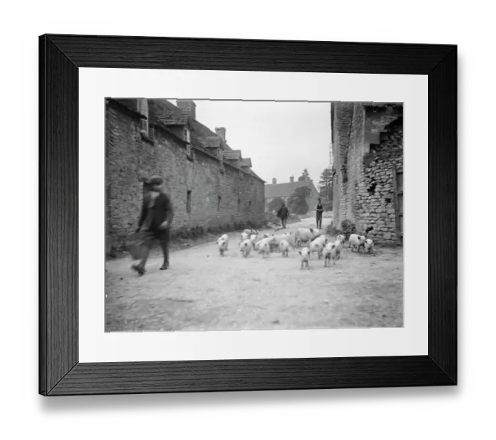Framed Print : Herding piglets MCF01_02_1035 Framed Print : Herding piglets MCF01_02_1035