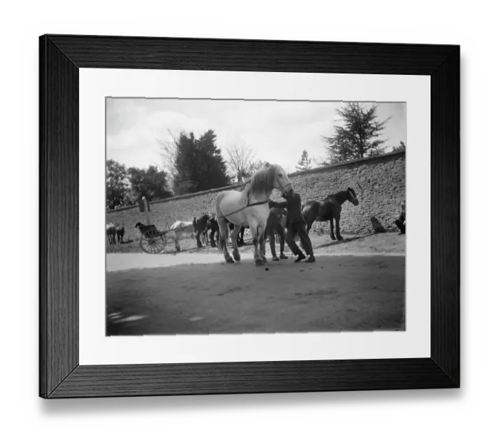 Framed Print : Stow Horse Fair MCF01_02_1057 Framed Print : Stow Horse Fair MCF01_02_1057
