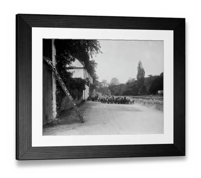 Framed Print : Flock of sheep MCF01_02_1277