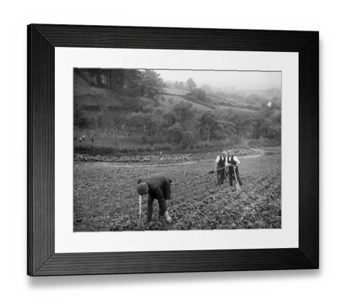 Framed Print : Strawberry field MCF01_02_1292