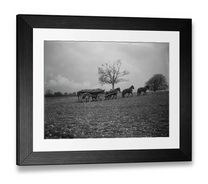 Framed Print : Root vegetable wagon MCF01_02_1352