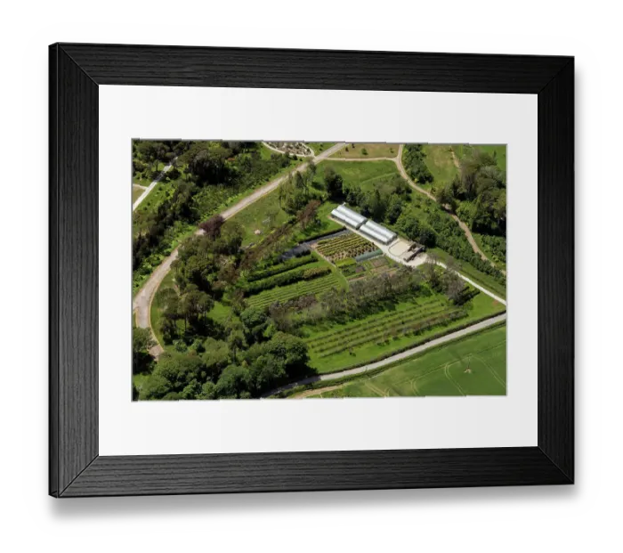 Framed Print : Tea plantation 35083_050 Framed Print : Tea plantation 35083_050