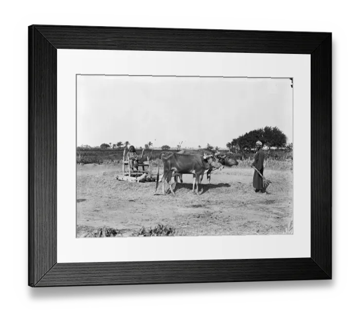 Framed Print : Threshing EGP_22663_025 Framed Print : Threshing EGP_22663_025