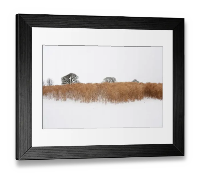 Framed Print : Elephant grass in snow N100016