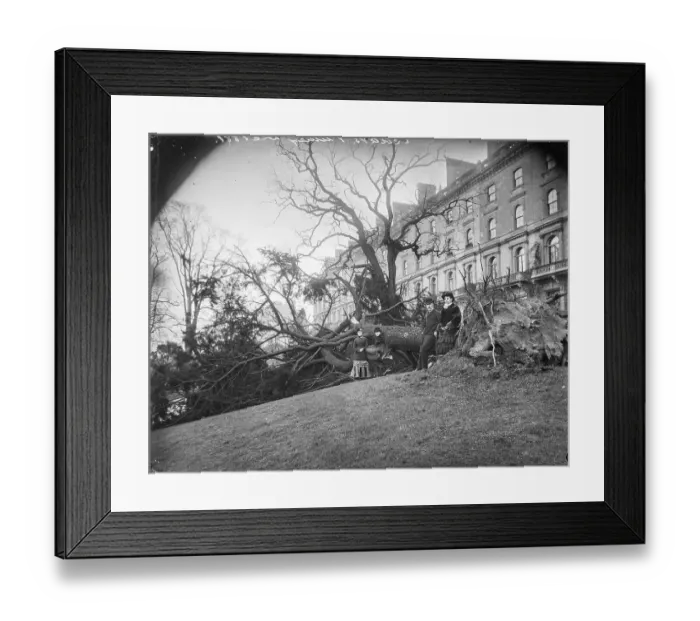 Framed Print : The Cedars OFH01_01_01_f09_03