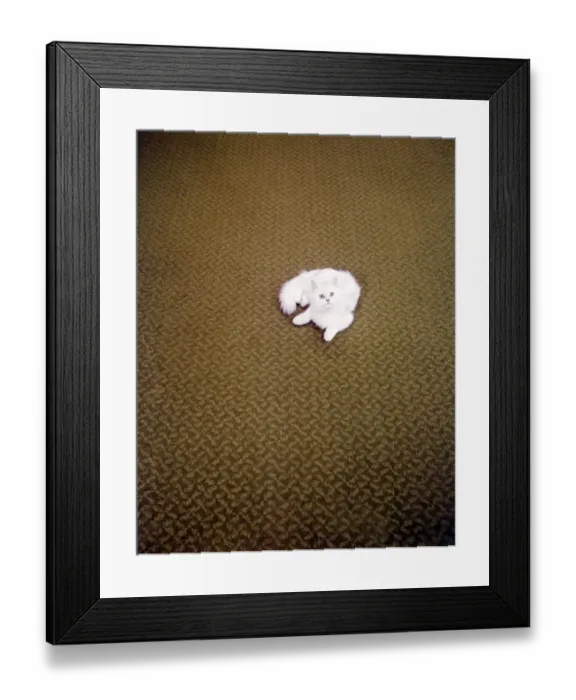 Framed Print : Cat FF003156
