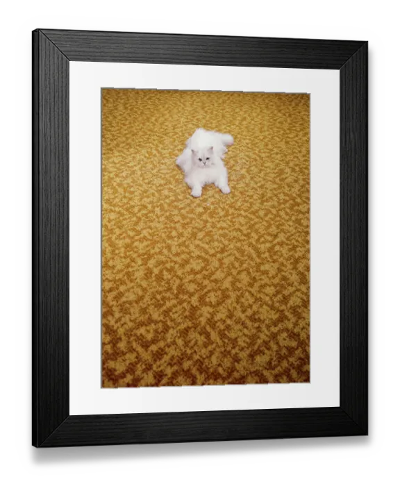 Framed Print : Cat FF003160 Framed Print : Cat FF003160