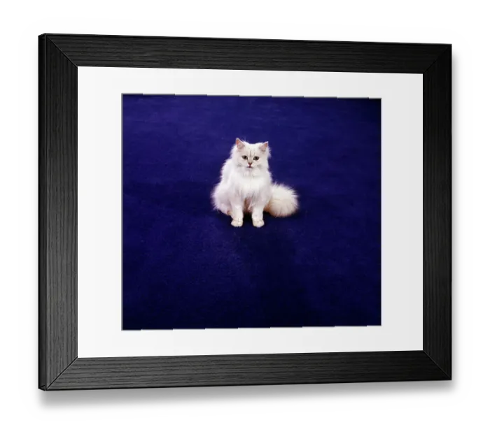 Framed Print : Cat FF003176