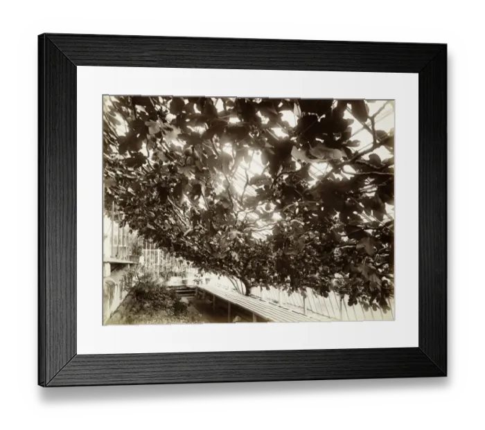 Framed Print : Northington Grange fig house BL08704