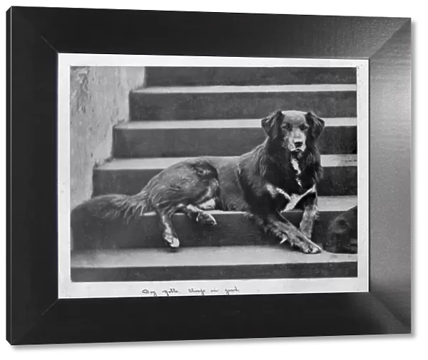 Queen Victorias collie dog - Noble D880015