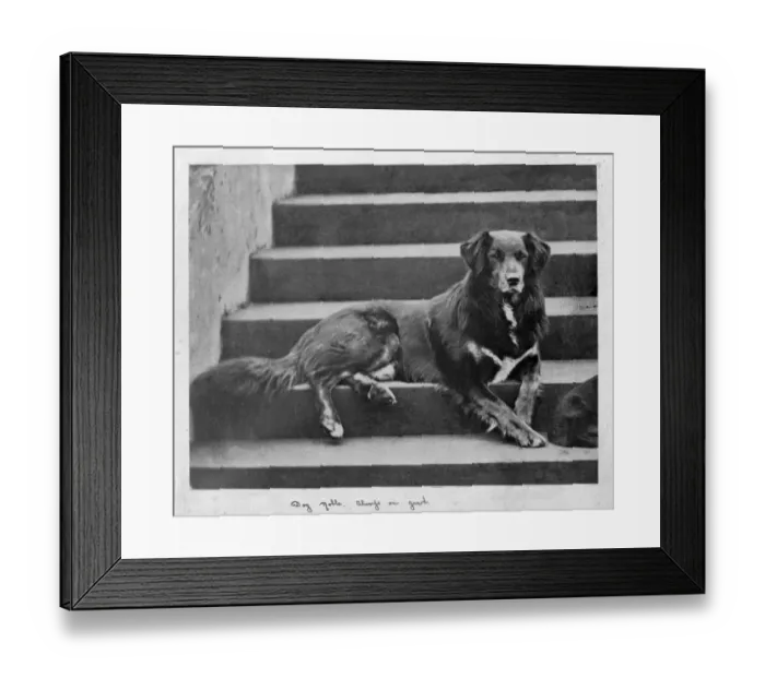 Framed Print : Queen Victorias collie dog - Noble D880015
