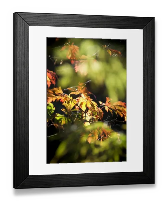 Framed Print : Detail of Maple leaves in Autumn N060815